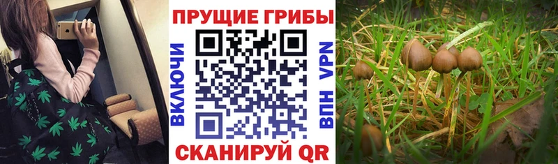 магазин продажи наркотиков  Мезень  Псилоцибиновые грибы прущие грибы 